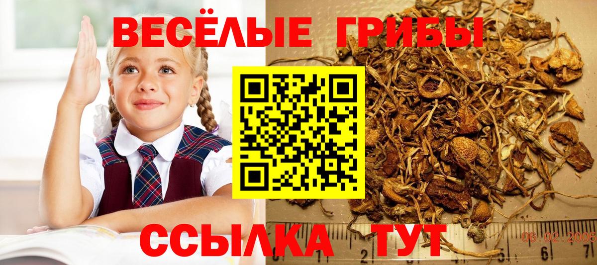 Галлюциногенные грибы Cubensis  Псилоцибиновые грибы Cubensis  купить наркотики цена  Ноябрьск  Вход с VPN 